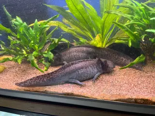 Axolotl