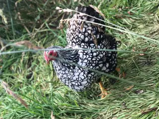 2 wyandott høner