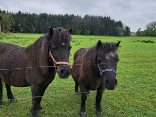 Shetlænder ponyer