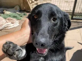 Sødeste Frederikke søger familie ❤️