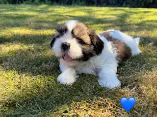 Shih Tzu hundehvalpe søger nyt hjem (2 stk.)
