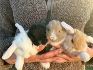 Minilop kaninunger 