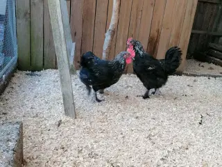 Sort sølv Maran haner 