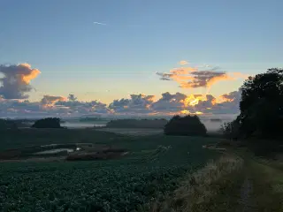 Salg af tørt brænde