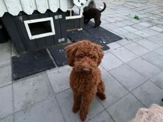 🐾 Mocca – skøn doodledoodle hanhvalp søger sit ny