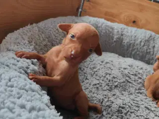 Vizsla hvalpe 