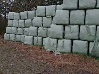 Tørt wrap. Kløver og alm. Græs 