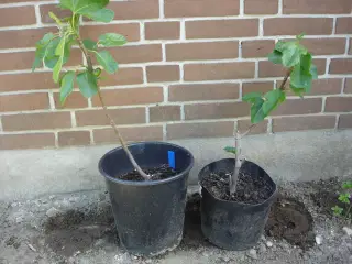Figenplanter "Bornholmerfigen"