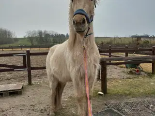 Islænder vallak 3 årig 