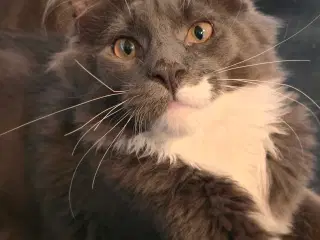 Fræk og kælen dreng