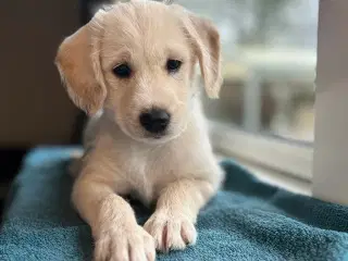 Labradoodle hvalpe