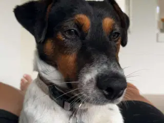 Jack Russel Han 1 år 7 måneder