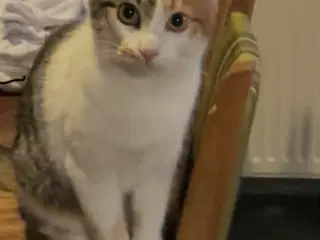 hun kat mangler nyt  hjem 
