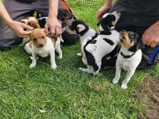 Dansk Svensk gårdhunde Hvalpe