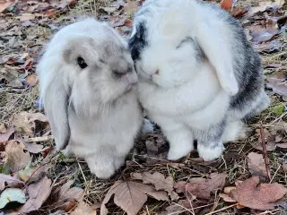 Renlig 10 mdr. Og Kastreret 