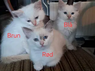 Hellig birma/ Ragdoll 