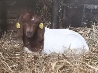 3 boer gimmerkid sælges