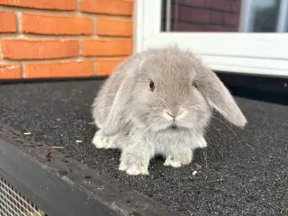 Mini lop hun kanin 