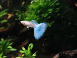 Albino Sky Blue guppy 