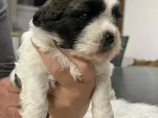 Shih Tzu hvalpe
