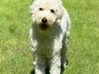 Labradoodlehvalpe til sommer