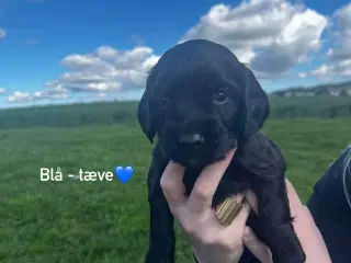 Cocker / springer spaniel hvalpe