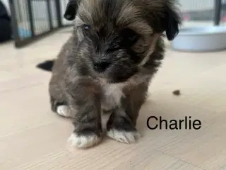 Charlie - Lhasa apso