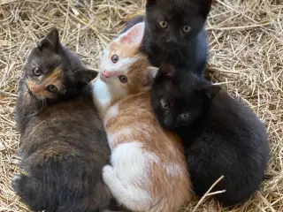 Kattekillinger
