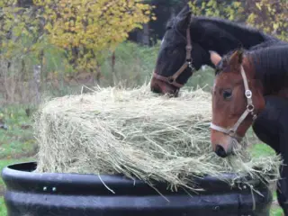  foderring hest søges 