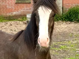 Irish Cob 