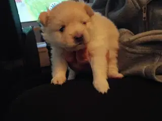 Ægte Pomeranian hvalpe 2 stk