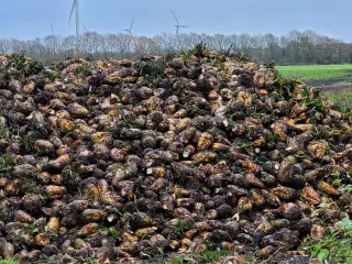 Sukker roer - Bangor de gule 