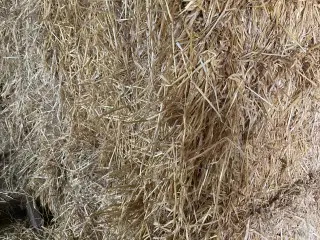 Vårbyg halm minibig 🌾