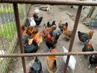 Høns