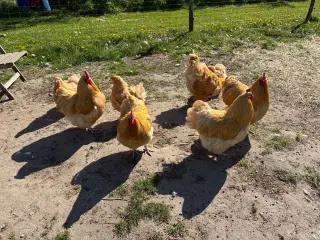 Orpington Hane fra sommer 2025