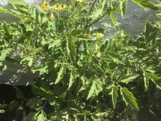 Tomatplanter - busk