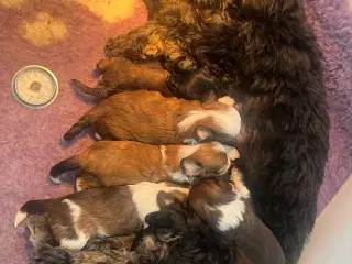 Bichon Havanais hvalpe, rejseklar d 25 april