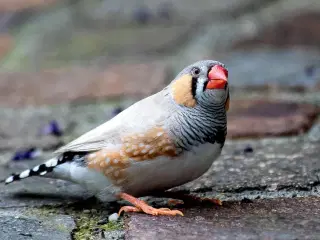 XL Zebrafinker