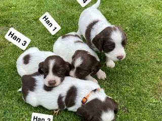 FT Springer Spaniel hvalpe - klar til flyt 6 sep.