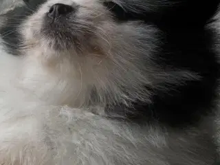 Pomeranian Partycolor