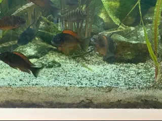 Tropheus moliro