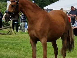 Dansk sports pony 