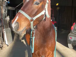Skøn Welshpony sælges