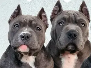 American Bully Tilbage 