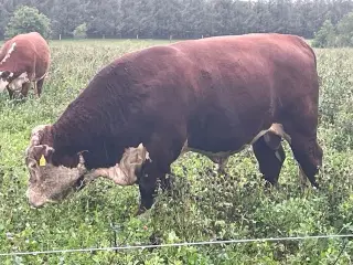 Hereford avls tyr