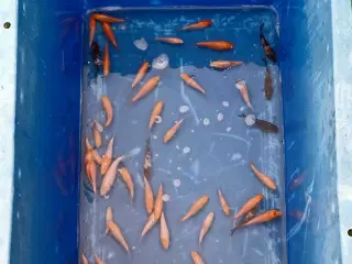 Koi 5-8 cm