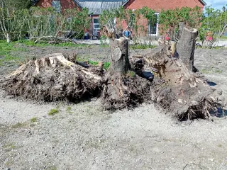 Brænde