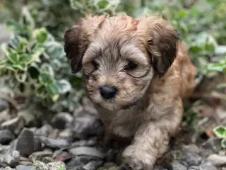 Bichon Havanais hvalpe. 2 tæver og 2 hanner
