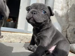 Fransk bulldog blue