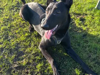 Veltrænet Malinois hvalp